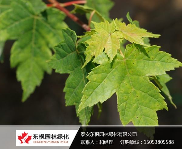 紅點紅楓